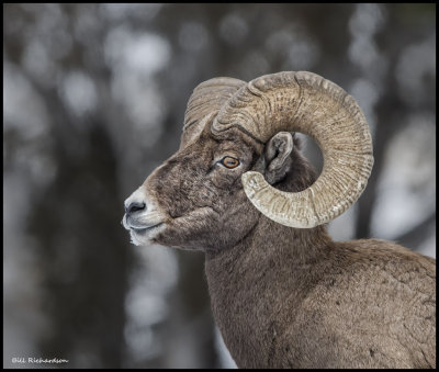 bighorn portrait3.jpg