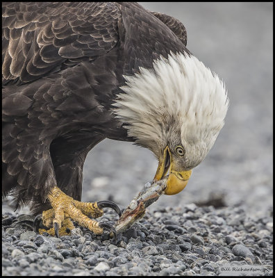 eagle subadult eating.jpg