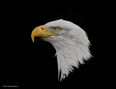 eagle portrait floating head.jpg