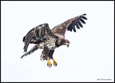eagle juvenile hovering.jpg