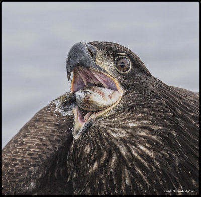 eagle juvenile eating.jpg