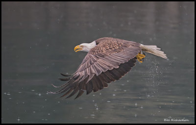 eagle in flight w fish.jpg