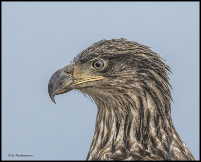 eagle headshot juveniloe.jpg