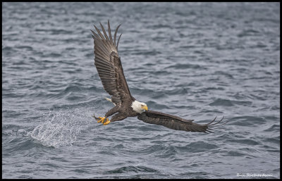 eagle fish grab.jpg