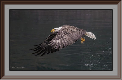 eagle snatch FRAMED.jpg
