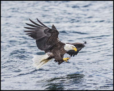 alaska_eagles_2016