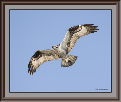 osprey flying backlit.jpg