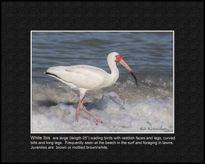 white ibis.jpg