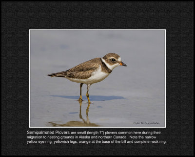 semipalmated plover.jpg
