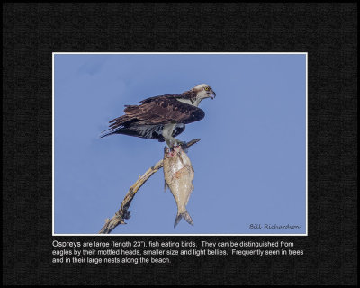 osprey perched w fish.jpg