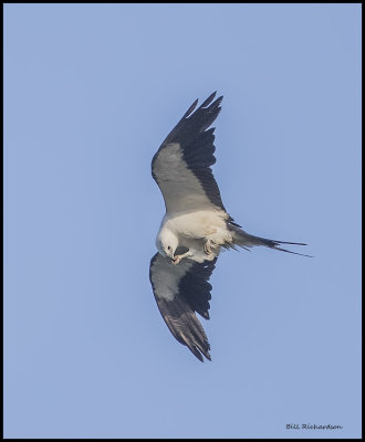 kite eating in flight.jpg