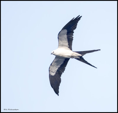 kite in flight3.jpg