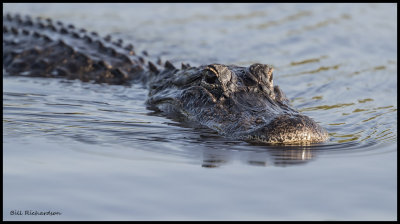 alligator2.jpg