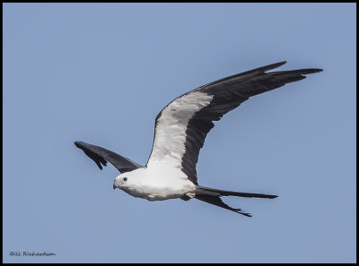 swallow_tail_kites