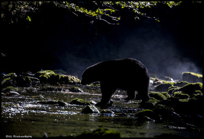 black bear backlit.jpg
