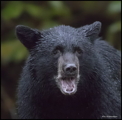 black bear cub portrait 20000 iso.jpg