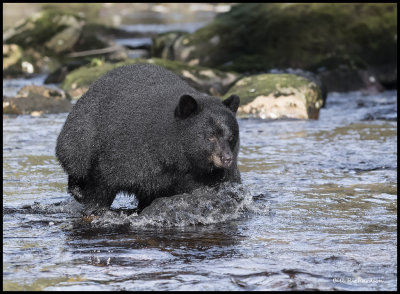 black bear lunging for fish.jpg