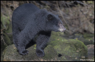 black bear on rock looking.jpg