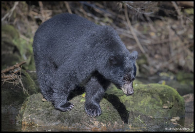 black bear on rock.jpg