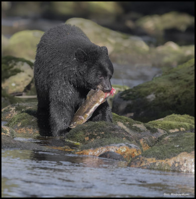 black bear w fish.jpg