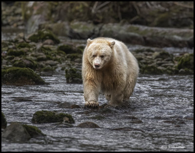spirit bear in river approaching.jpg
