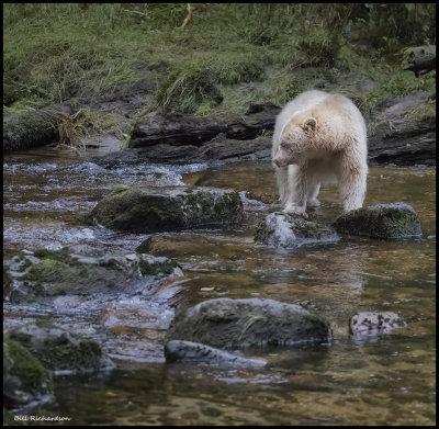 Spirit Bear in river scene 20000 ISO.jpg