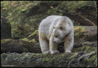 spirit bear on log.jpg