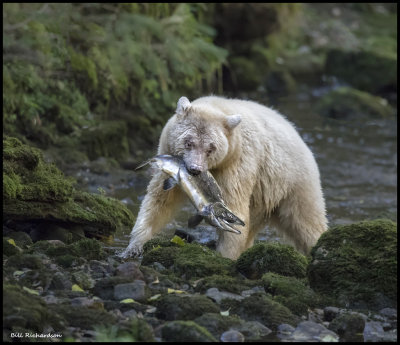 spirit bear with salmon.jpg