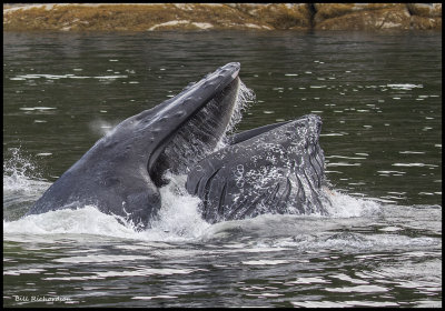 whale head feeding.jpg