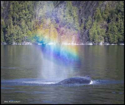 whale rainbow spout.jpg