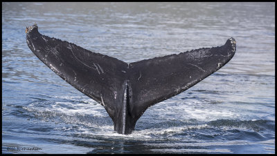 whale tail front.jpg