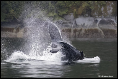 whale tail spray.jpg