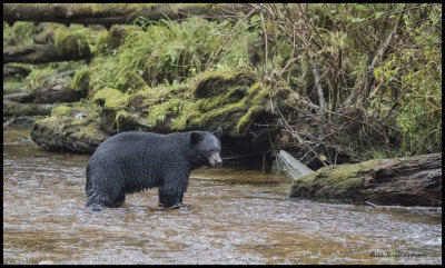 black bear in stream 20000iso.jpg