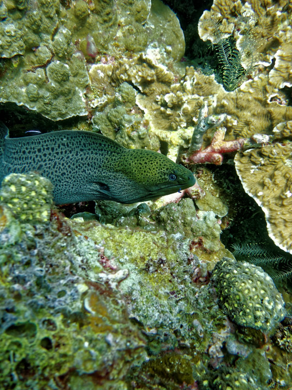 Moray eel, Richelieu Rock