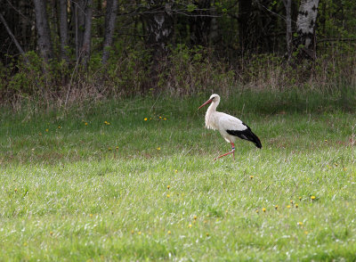 Vit Stork den 12 maj 2015 i Skvde