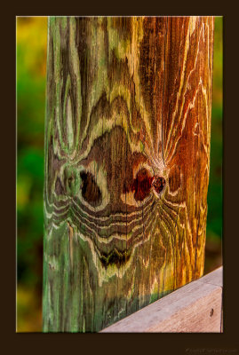 D702_1748_44_0413_Whoooo.jpg