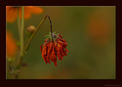 D702_5643_FatalIncident.jpg