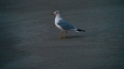 A7r_00091_BeachOwner.jpg