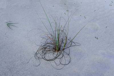 A7r_00952_NaturalConfusion.jpg