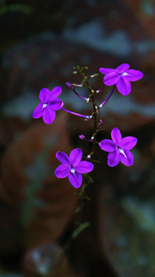 g9/52/2852/3/162148689.N3XlR5CS.jpg