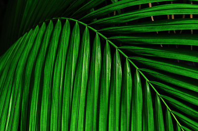 D702_6262_GreenDescending.jpg