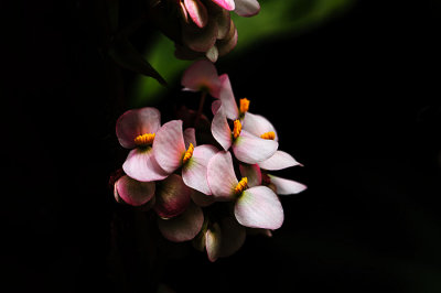 D702_6275_Gathering.jpg