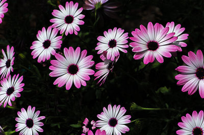 D702_6325_StriveAndNotYield.jpg
