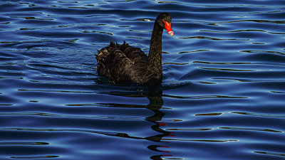 A7r_0391_MaybeFriendly.jpg