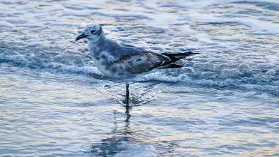 A7r2_02861_59_Wading.jpg