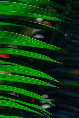 D51_0240_MultipleGreen.jpg