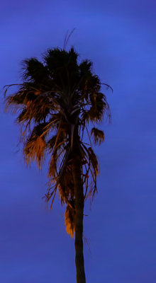 D51_1238_36_PalmWindyBlue.jpg