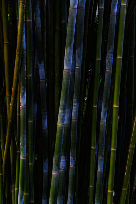 D51_1327_Bamboo.jpg