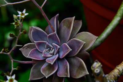 D51_1344_Succulent.jpg