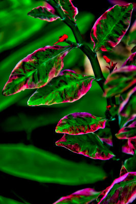 D51_1470_68_StagesOfDevelopment.jpg